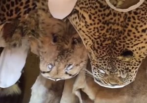 faraday muthi market johannesburg address