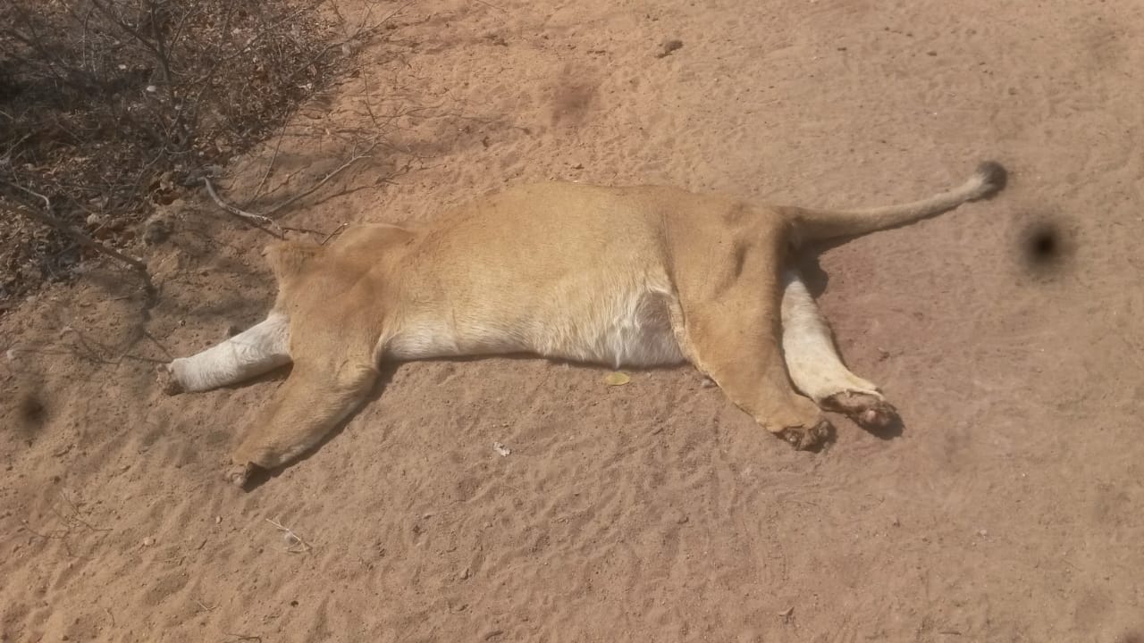 lion fat muti