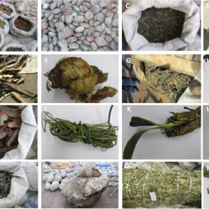 where can i get korobela muthi