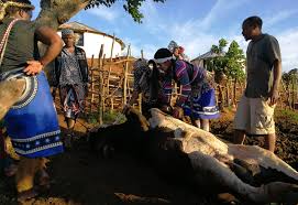 Mbatha Traditional Healer