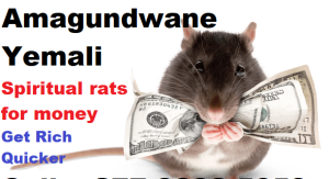 Amagundwane Rats