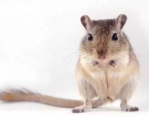 Amagundwane Mp3 Download Fakaza