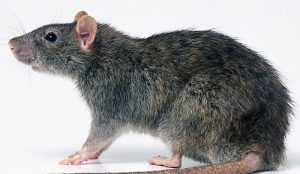 Ukuphupha Amagundwane Amnyama