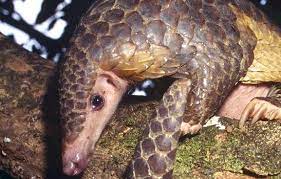 Sandawana Animal in Malawi