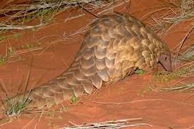 Money Sandawana Animal Price