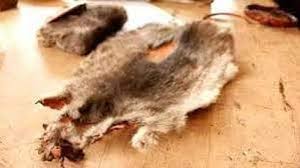 Sandawana Animal in South Africa