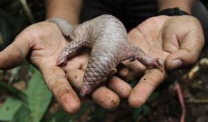 Where to find Sandawana Animal