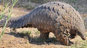 How Much is Sandawana Animal