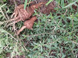 Phunyuka Bamphethe Herb