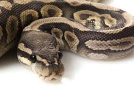 Mamlambo Snake For Money