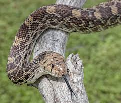 To Converse With A Serpent Spell