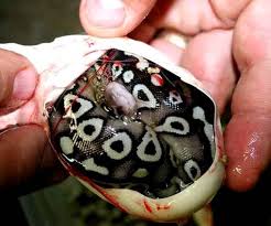 Ukuthwala Ngomamlambo