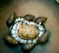 Ukuthwala Ngotikoloshe