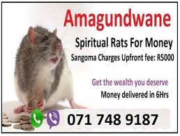 Ukuthwala With Rats
