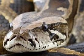 What Is Ukuthwala In English